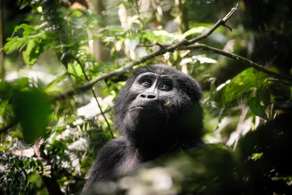 Ultimate Gorilla Adventure in Uganda - Car rental Africa