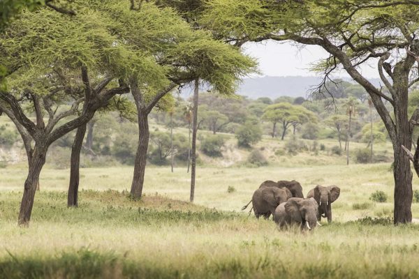 Self-drive Serengeti