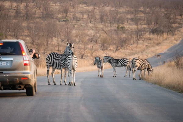 Kruger self-drive safari