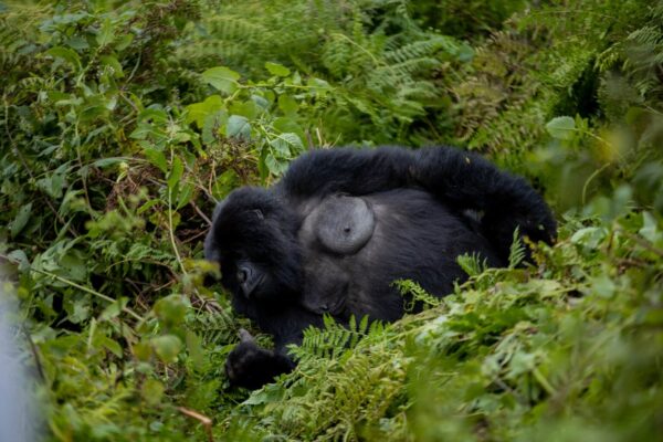 1 Day Gorilla Trek Rwanda