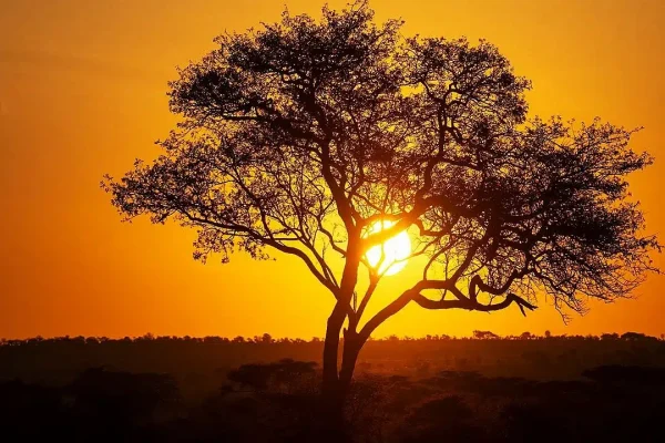 12 Days Tanzania And Kenya Safari