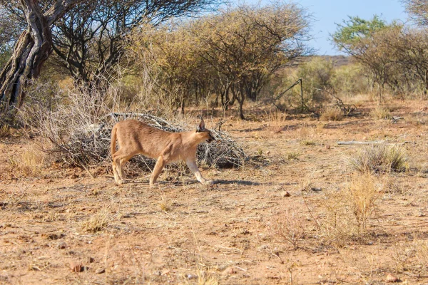 13 Days Namibia Itinerary