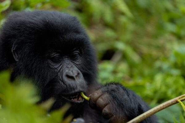 2 Days Gorilla Trekking Volcanoes