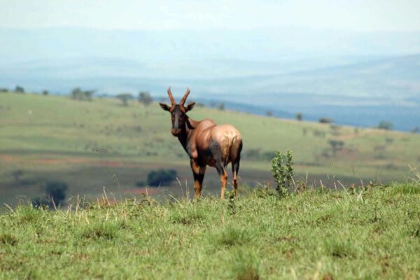 2 Days in Akagera