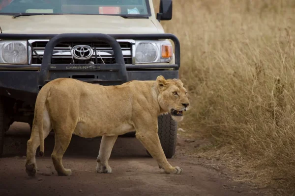 3-Day Serengeti and Ngorongoro
