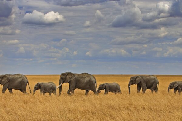 4 days Serengeti and Ngorongoro