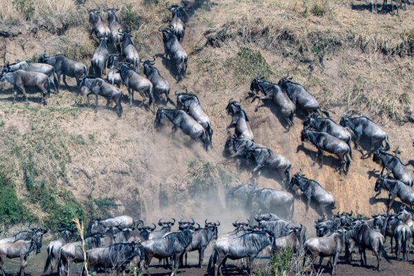 Great Wildebeest Migration safari