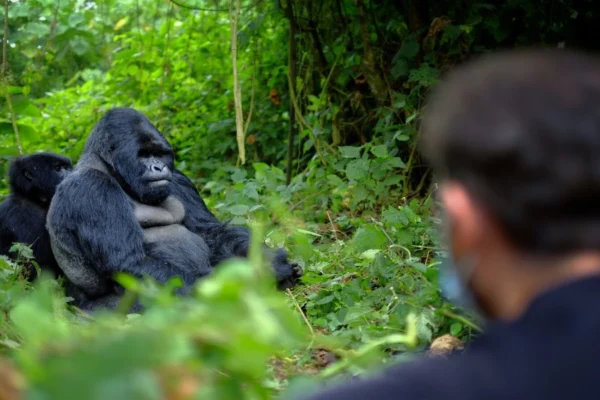 Immerse yourself in the ultimate gorilla trekking experience across Rwanda and Uganda