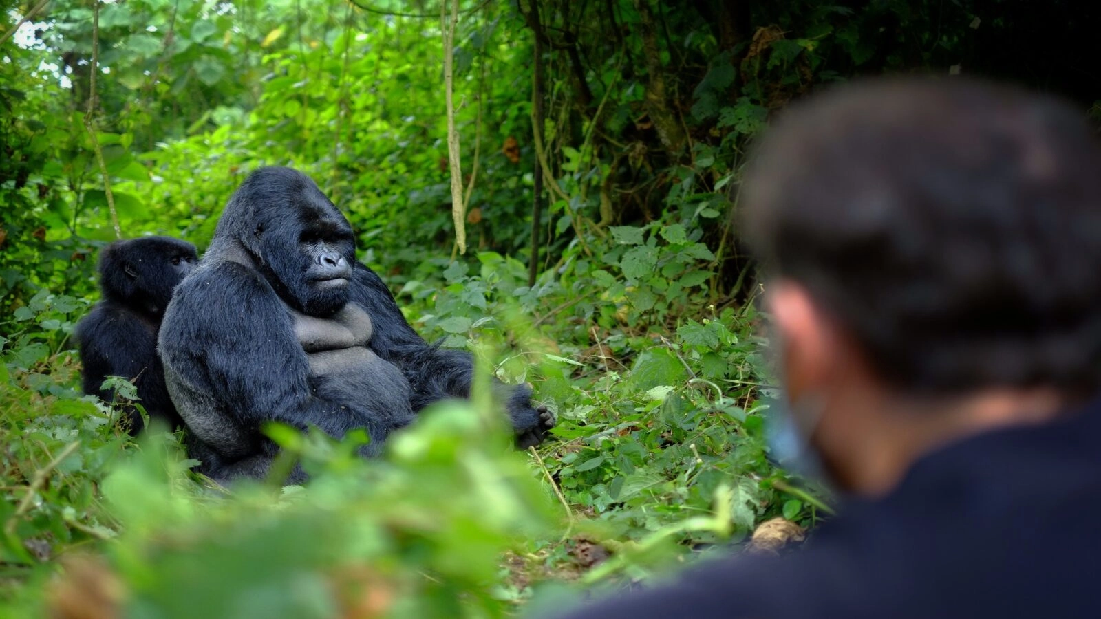 Immerse yourself in the ultimate gorilla trekking experience across Rwanda and Uganda