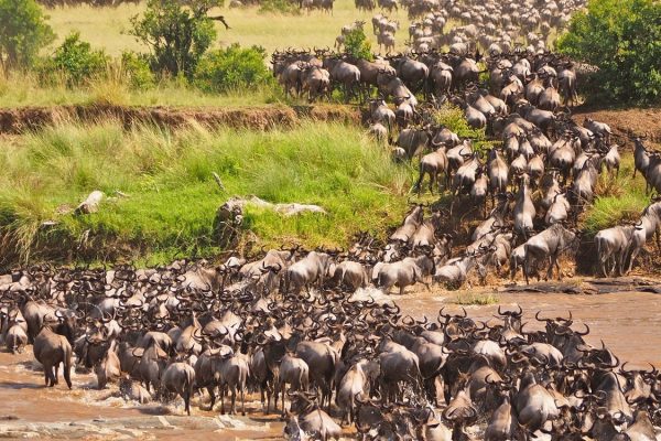 Masai Mara-Serengeti