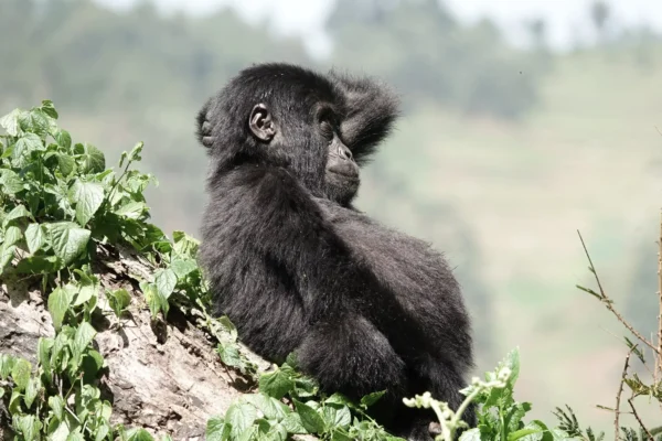 Rwanda Primates Safari
