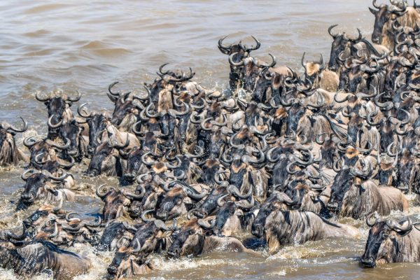 The Great Wildebeest Migration Kenya