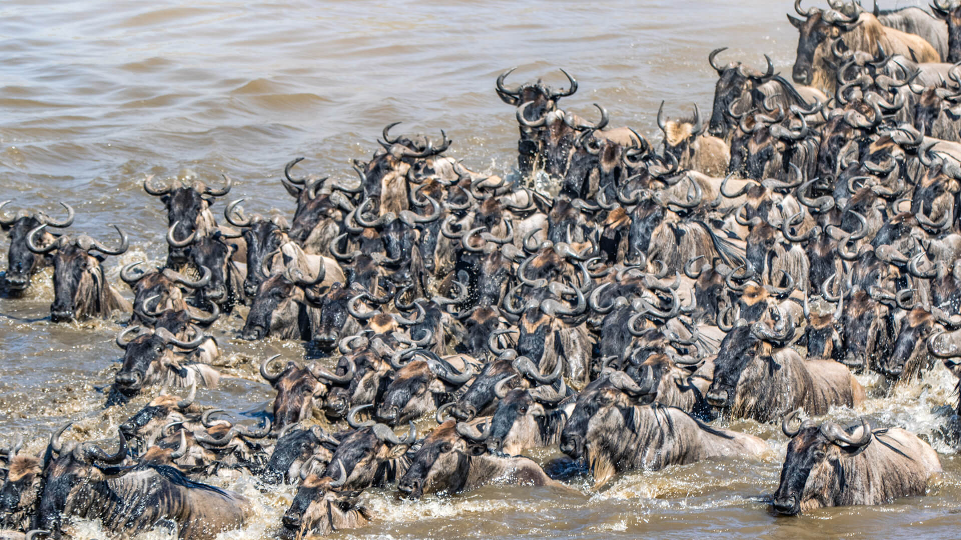 The $25,000 Gamble: Safari Travelers Face Rising Costs and Risks