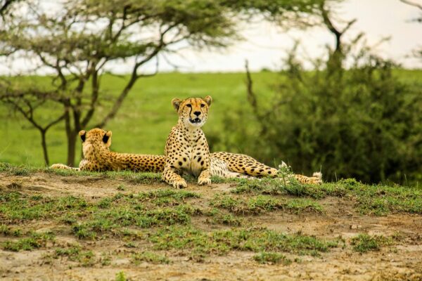 4 Days Serengeti & Ngorongoro Safari
