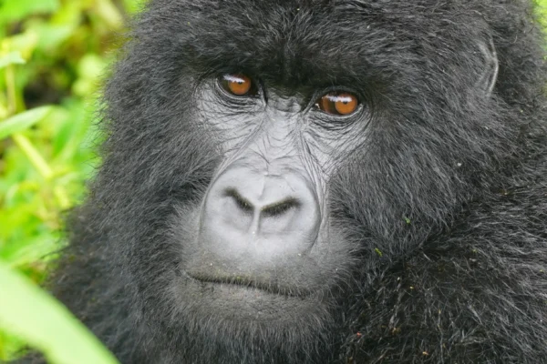 5 Days Rwanda-Uganda