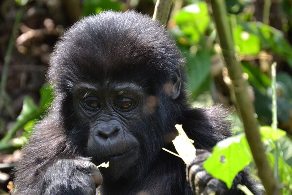 Gorilla Trek And Bisoke