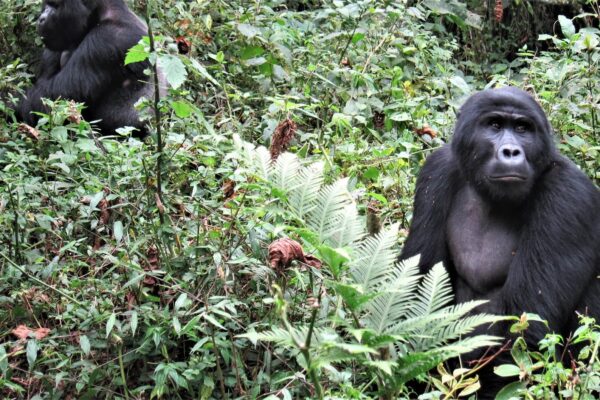 Gorilla Trekking Uganda.