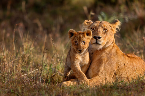 4-Day Kruger Self-Drive Safari