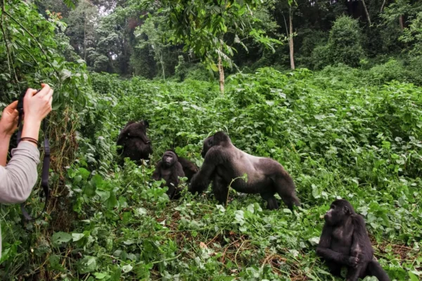 6-Day Rwanda Self-Drive Safari