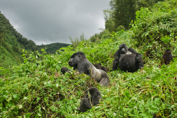 8-Day Rwanda Safari