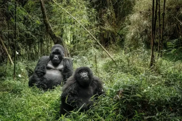 6-Day Uganda Self-Drive Safari 6-Day Uganda Self-Drive Safari