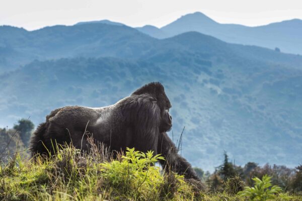Akagera, Nyungwe And Volcanoes