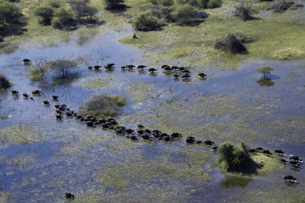 Okavango Delta Self-Drive