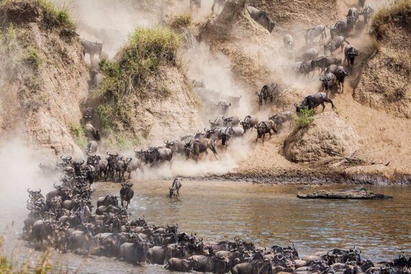 Mara River Crossings